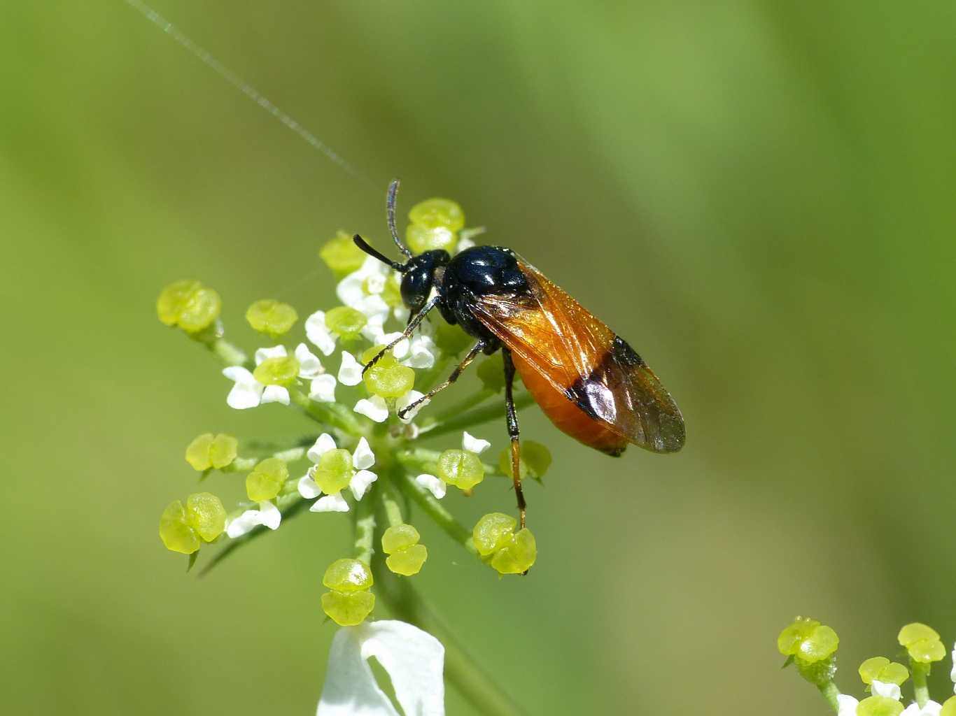 Arge cyanocrocea?